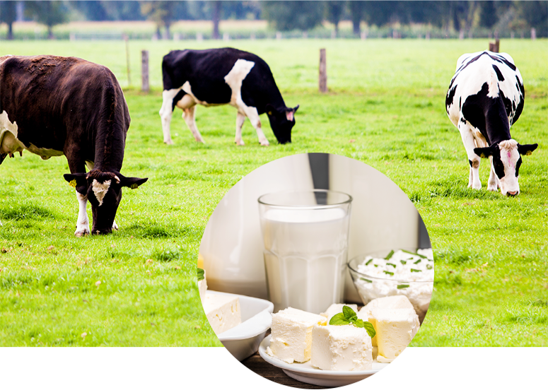 section-1-cows-grazing.jpg/dairy cows grazing in a field